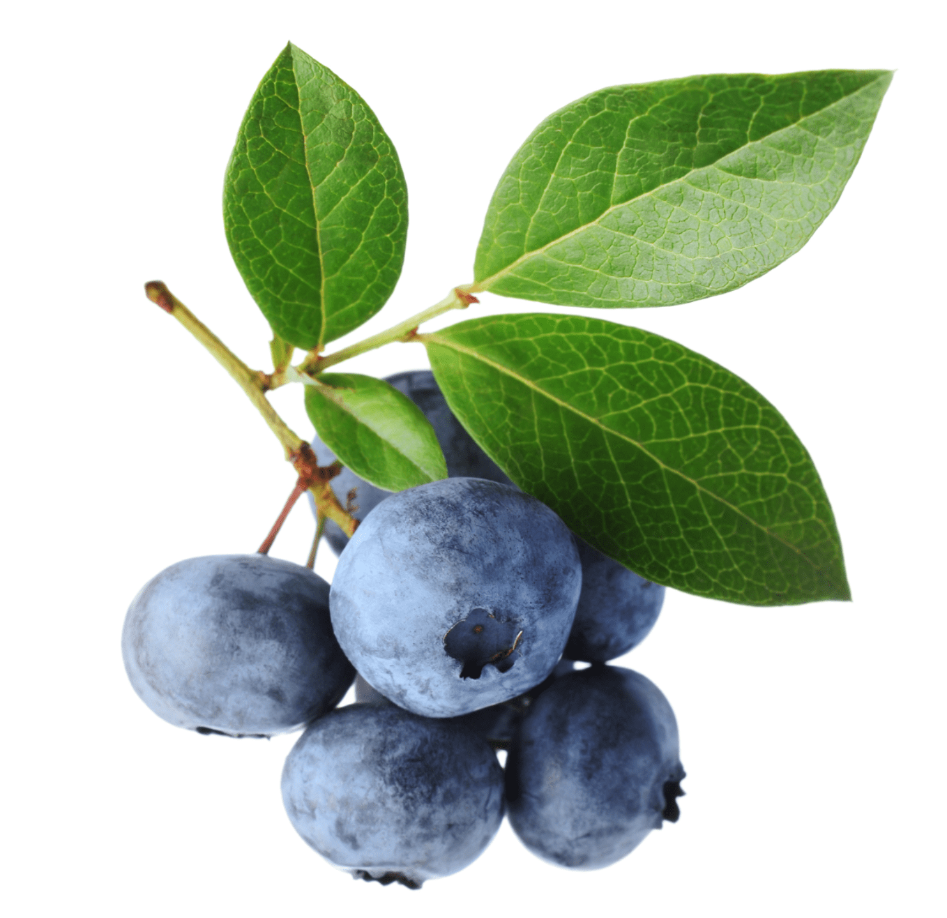 Myrtilles fruits